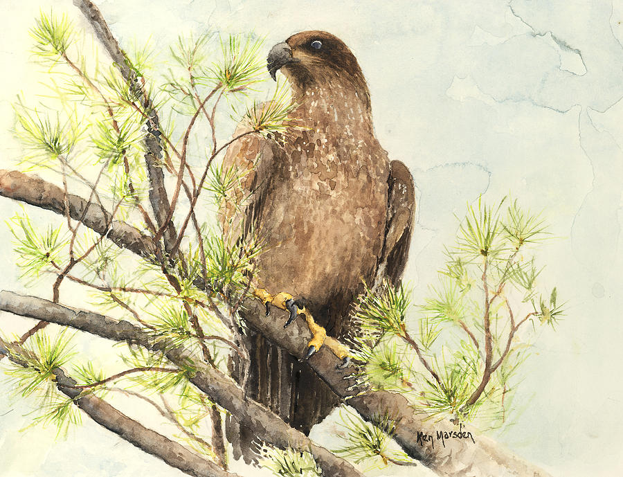 Immature Eagle Painting by Ken Marsden