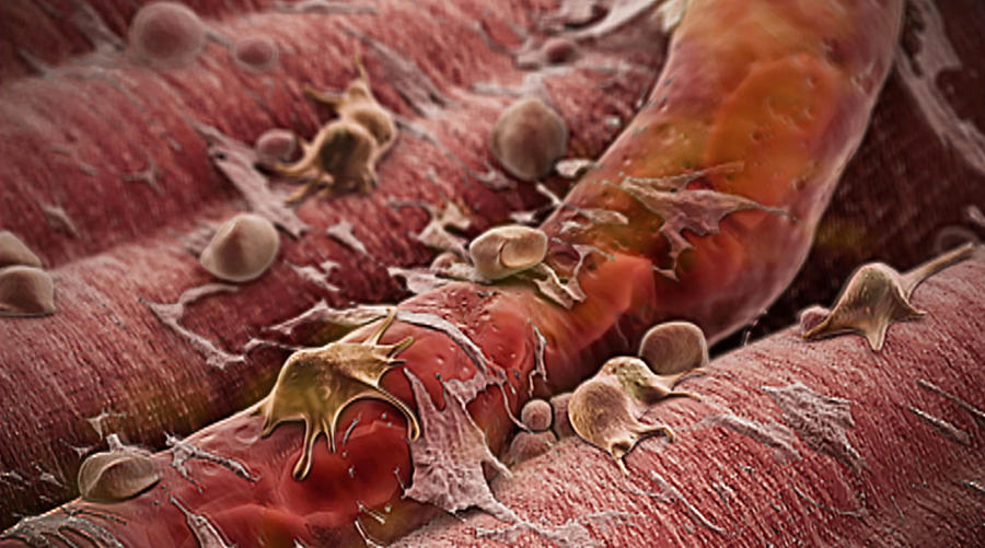 Immature Fat Cells On Blood Vessel Photograph by Anatomical Travelogue