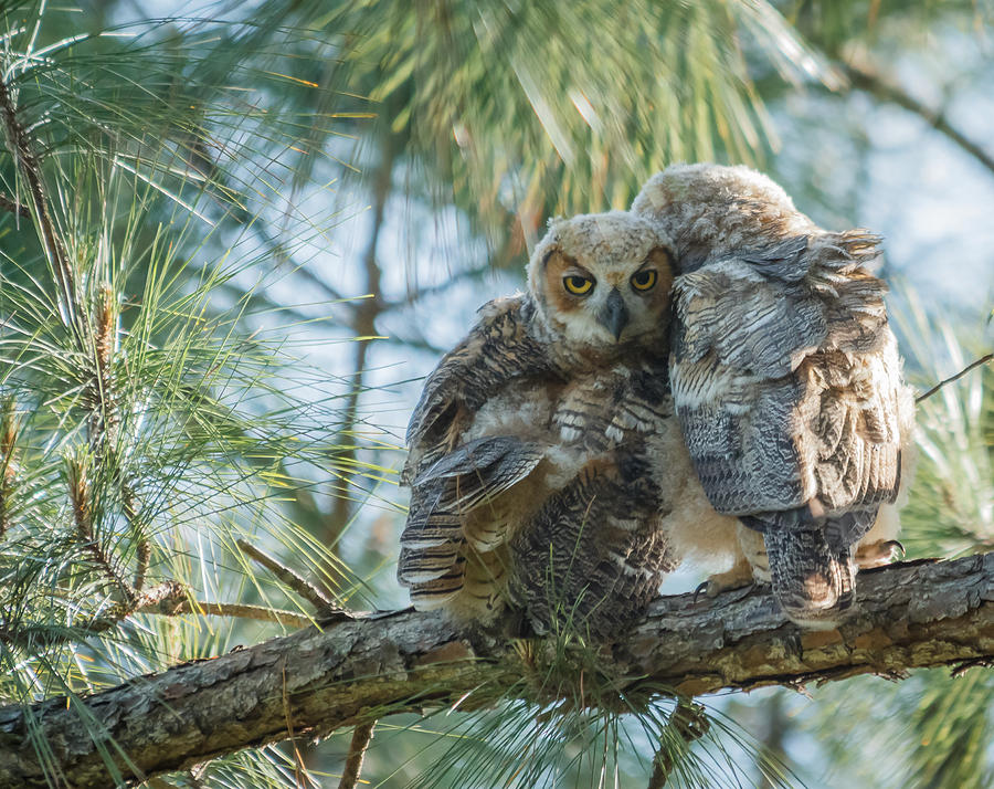 Immature Great Horned Owls Photograph by Jane Luxton