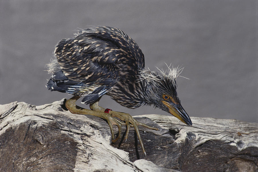Immature Heron In Bird Sanctuary Photograph by Millard H. Sharp