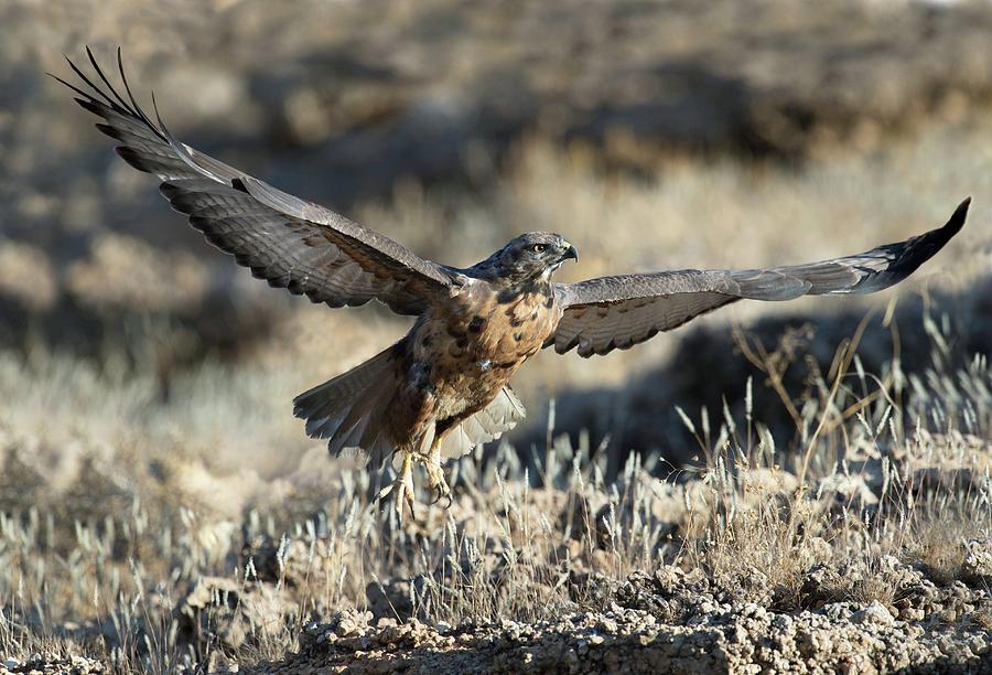 Immature Jackal Buzzard Taking Off Photograph by Tony Camacho/science ...