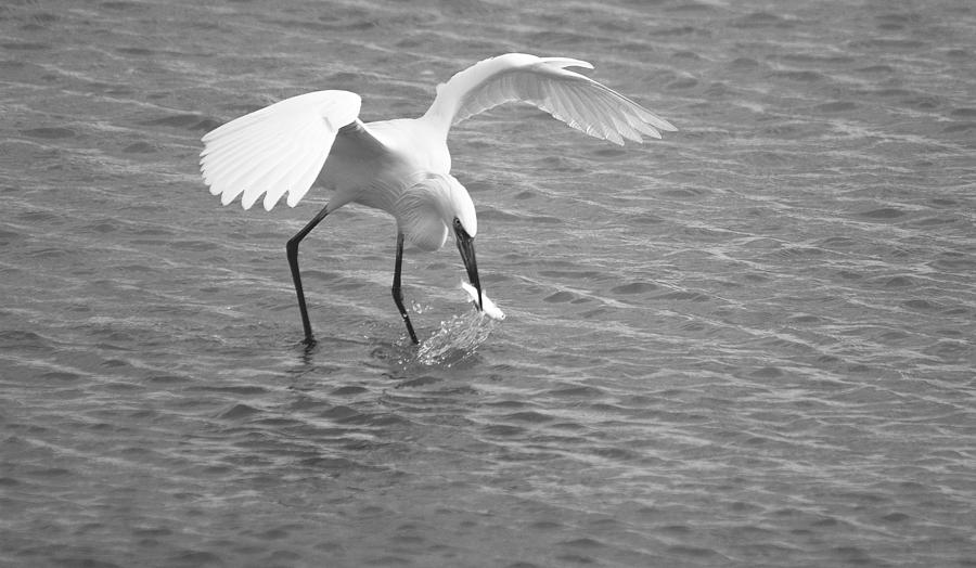 Heron Photograph - Immature Little Blue Heron Fishing Bw by Roy Williams