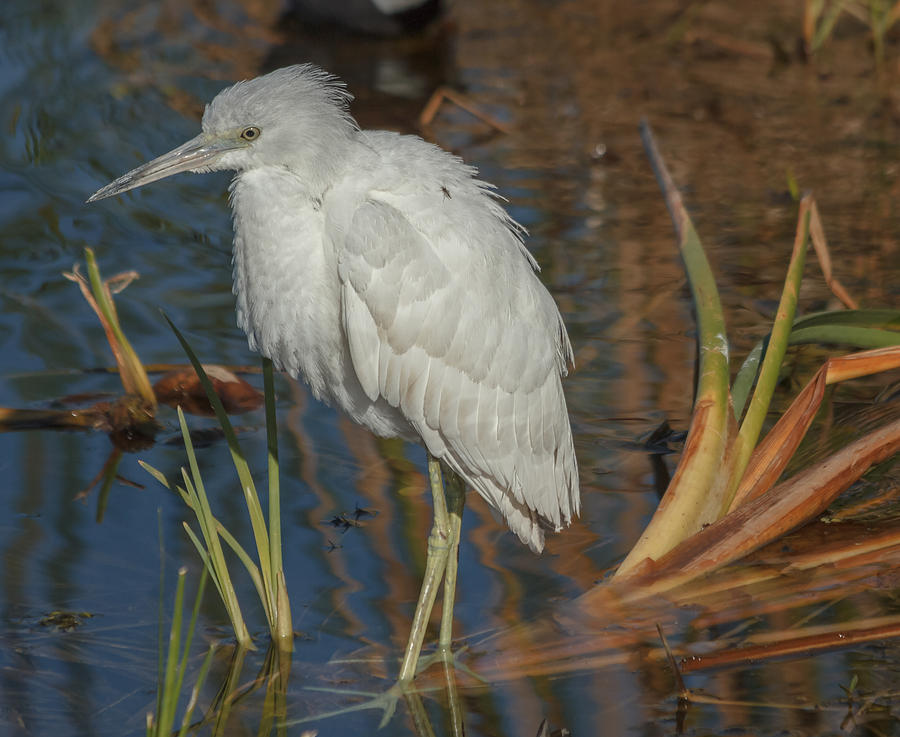 Immature little blue heron Photograph by Jane Luxton