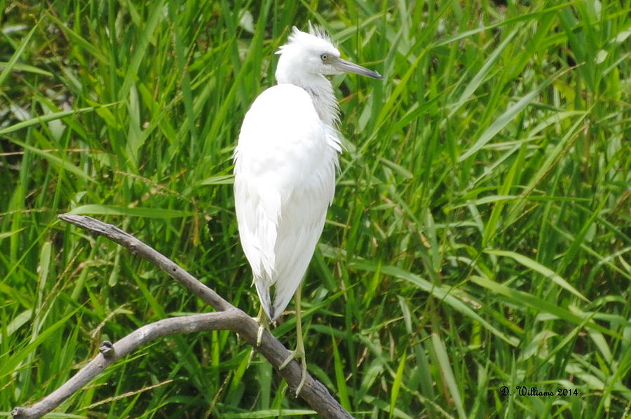 Immature Little Blue Heron on watch Photograph by Dan Williams