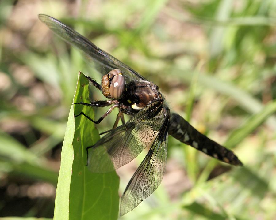 Immature Male Common Whitetail Dragonfly Photograph by Doris Potter
