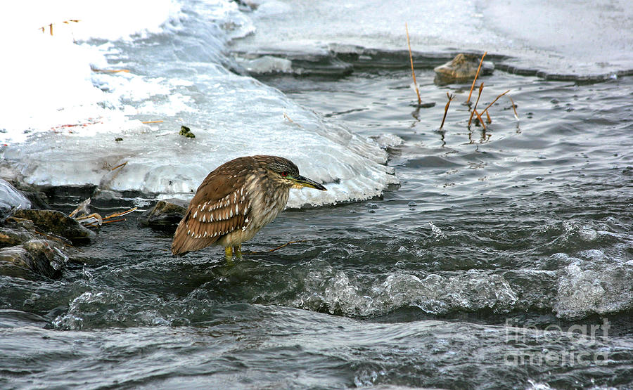 Immature Night Heron Fishing Photograph by Marty Fancy