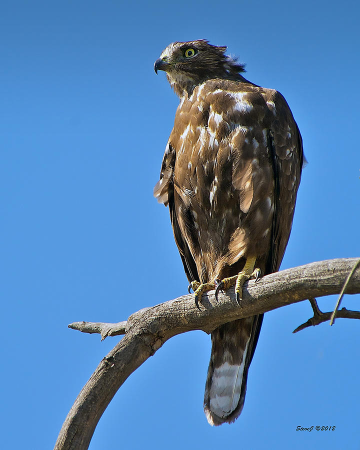 Immature Red Tail Hawk Photograph by Stephen Johnson