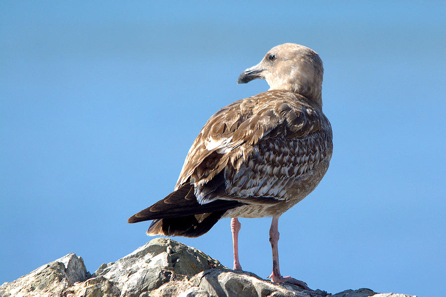 Immature Ring Billed Gull Stay Or Go Photograph By Roy Williams