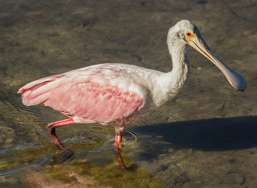Immature Spoonbill Photograph by Jane Luxton