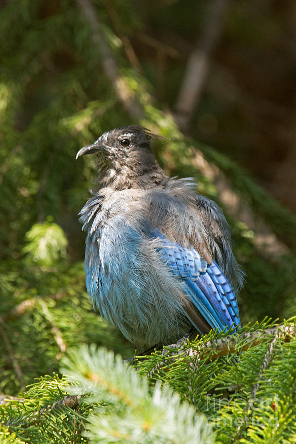 Immature Stellers Jay in Endovalley Photograph by Fred Stearns