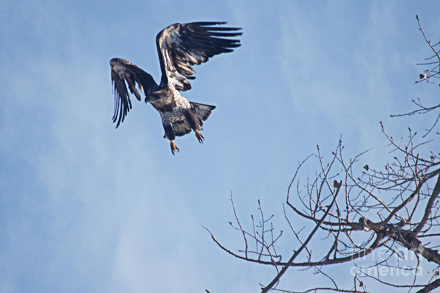 Eagle Photograph - Immature Takeoff by Bob Hislop