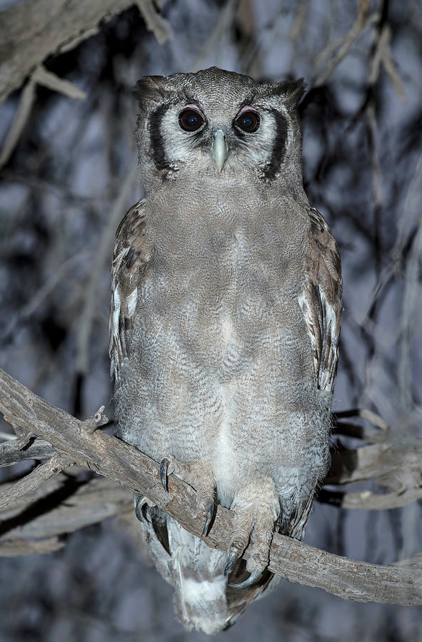 Kgalagadi Transfrontier Park Photograph - Immature Verreauxs Eagle Owl by Tony Camacho/science Photo Library