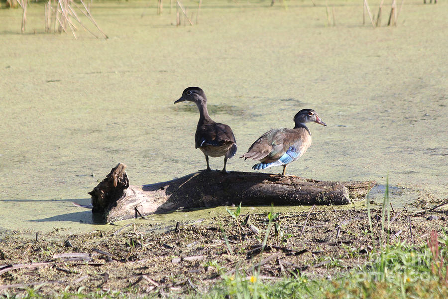 Duck Photograph - Immature Wood ducks by Lori Tordsen