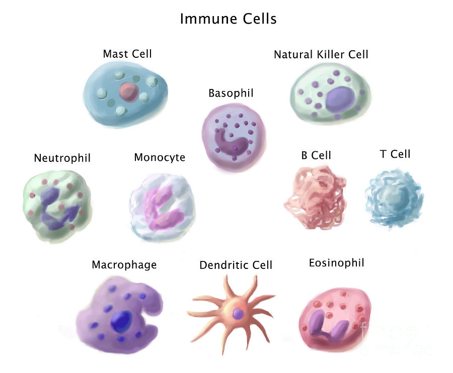 Immune Cells, Illustration Photograph by Spencer Sutton
