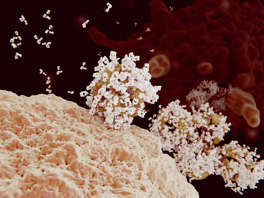 Immune Response To A Virus, Illustration Photograph by Juan Gaertner
