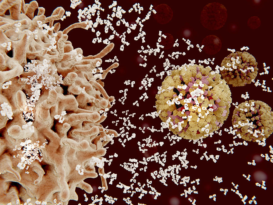 Immune response to a virus, illustration Drawing by Juan Gaertner/science Photo Library