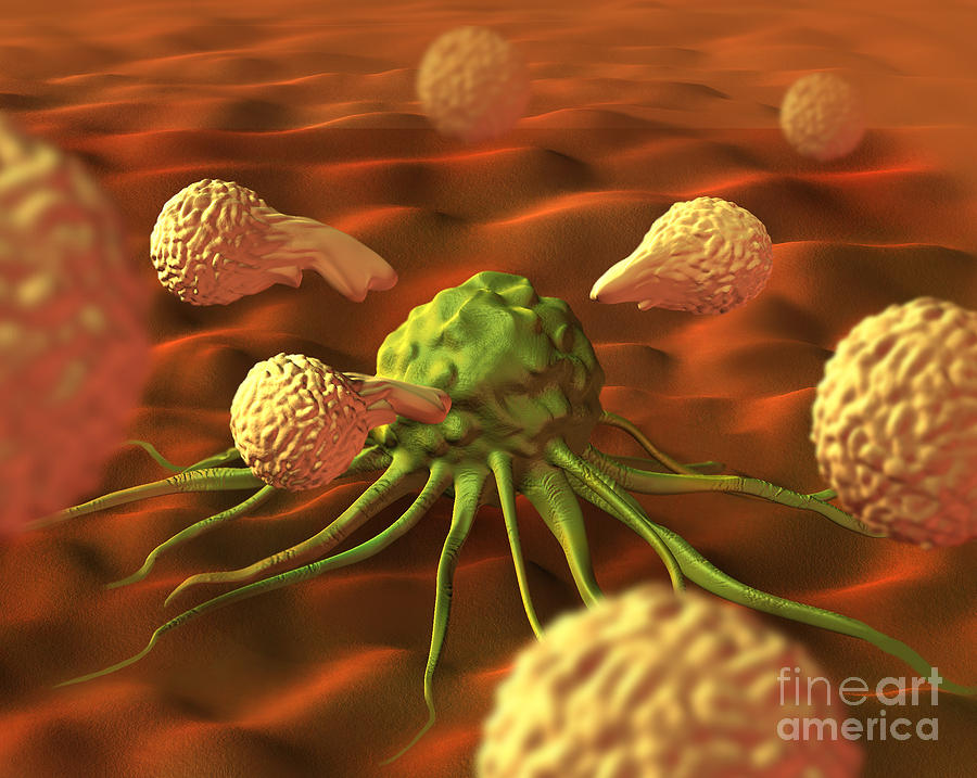Immune System Fighting A Cancer Cell Photograph by Spencer Sutton
