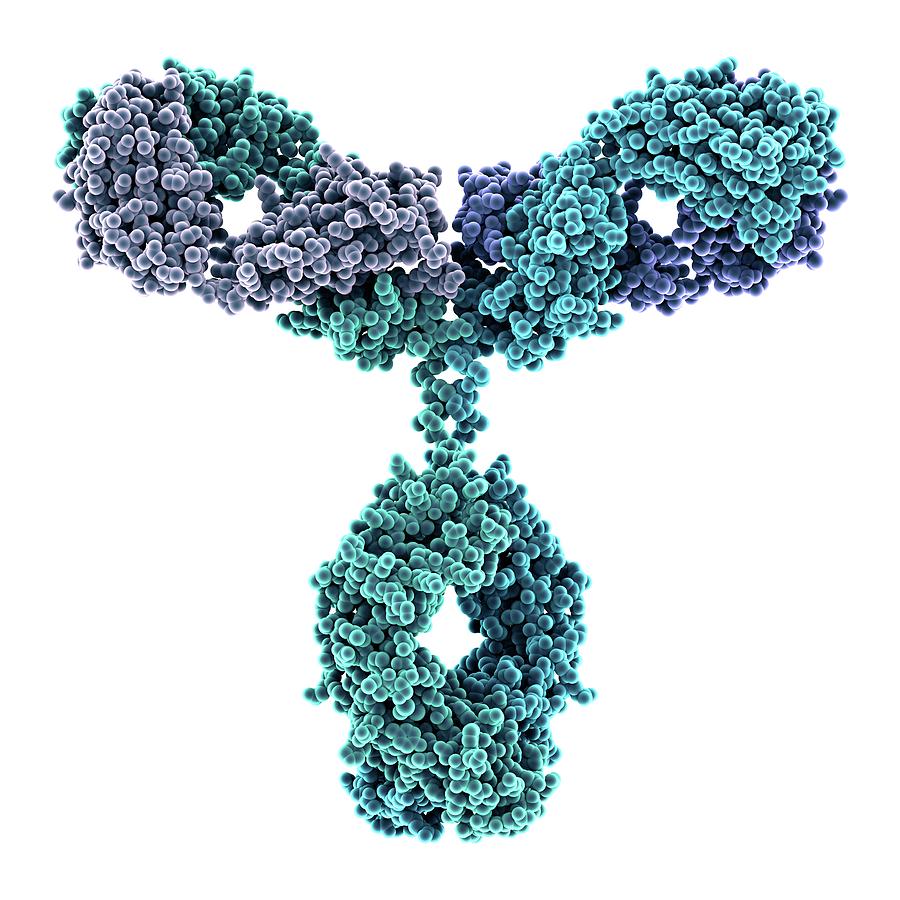 Immunoglobulin G Antibody Molecule Photograph by Alfred Pasieka