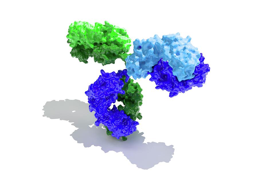 Immunoglobulin G Antibody Molecule Photograph by Indigo Molecular Images/science Photo Library