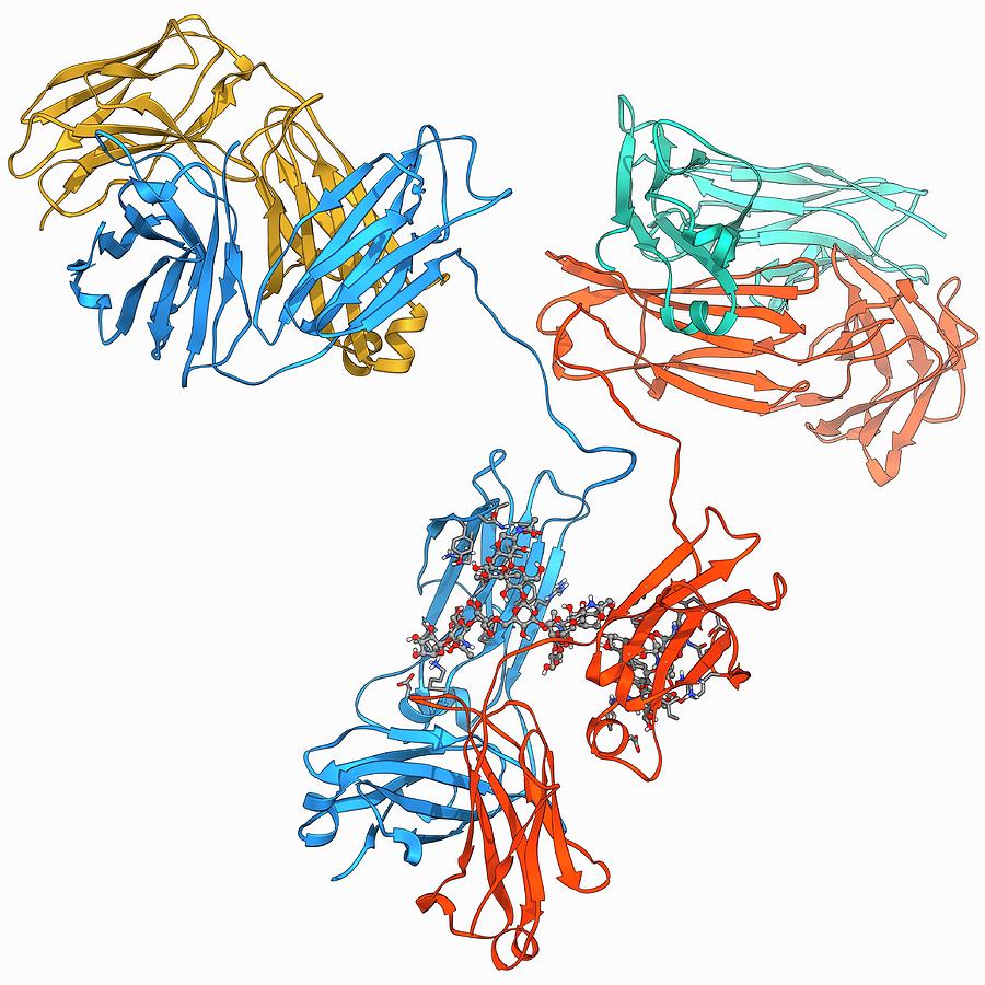 Immunoglobulin G Antibody Molecule Photograph by Laguna Design/science Photo Library