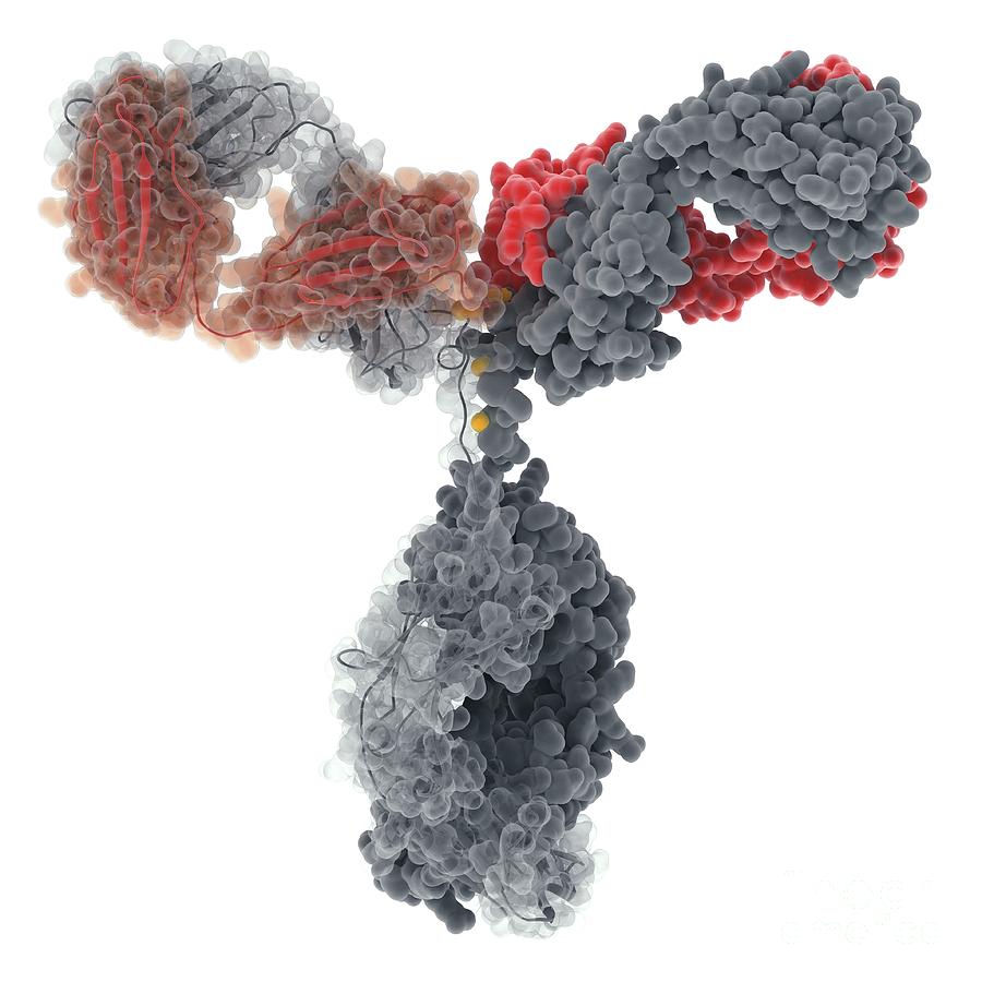 Иммуноглобулин g. Иммуноглобулин g 3в изображение. Иммуноглобулин LG G. Молекула иммуноглобулина.