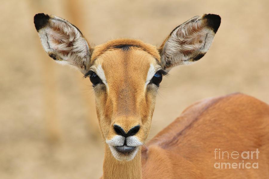 Impala - Whos The Prettiest Photograph