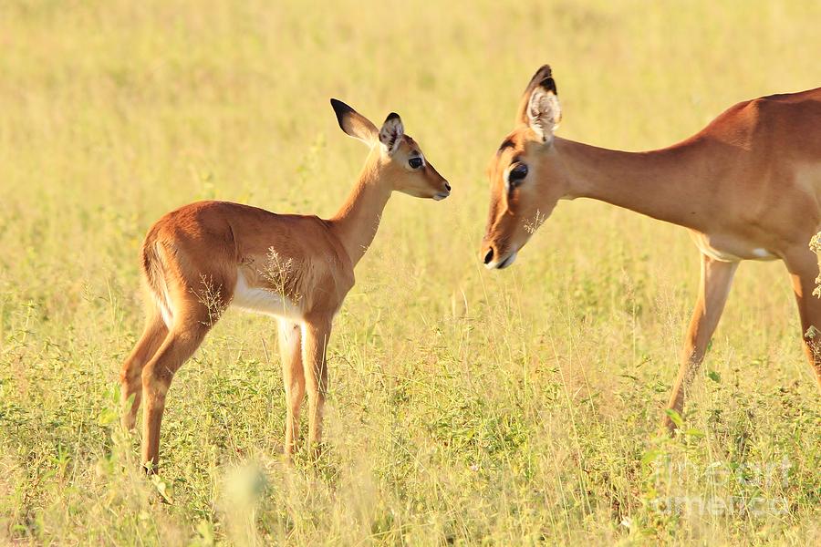 Wildlife Photograph - Impala Adorable Love by Andries Alberts