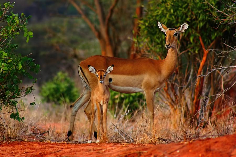 Impala and young Photograph by Amanda Stadther