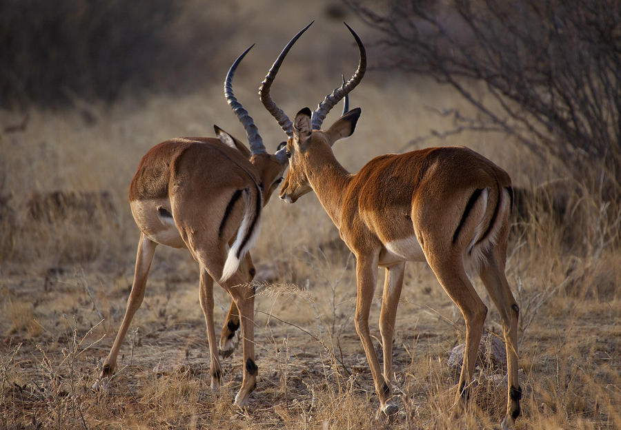 Impala Antelope In Kenya Photograph by Enrico Mariotti