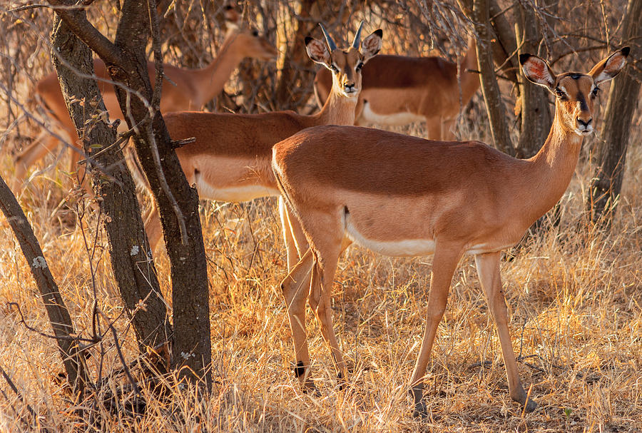 Impala Buck Photograph