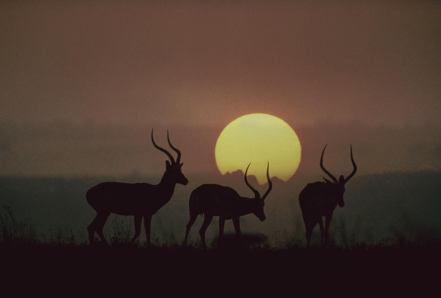 Impala Bucks At Sunset Kenya Photograph by Tim Fitzharris