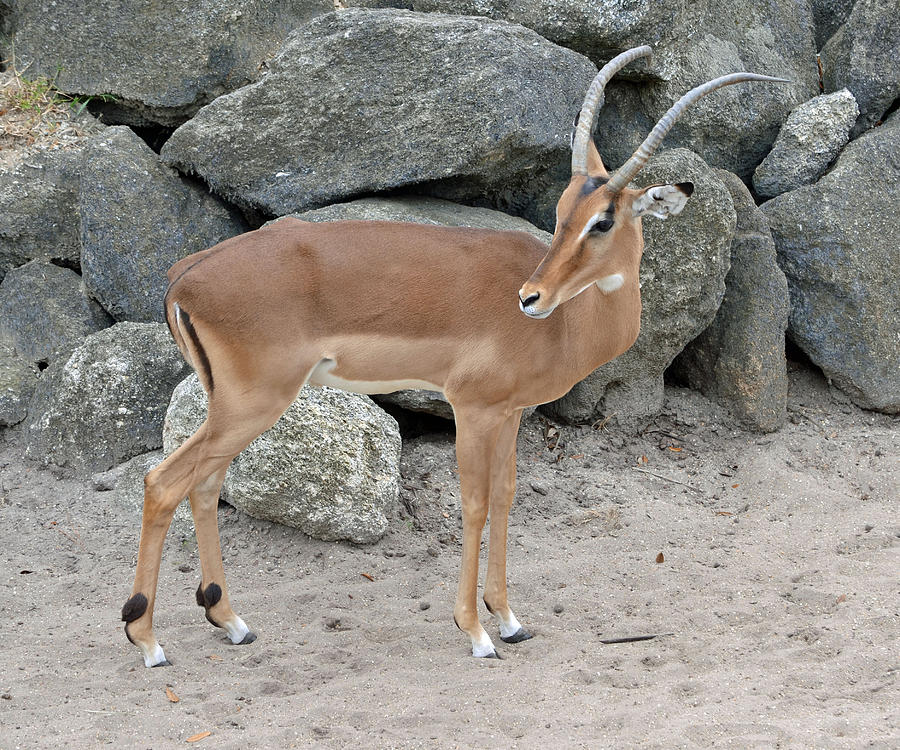 Impala by Rocks Photograph by Richard Bryce and Family