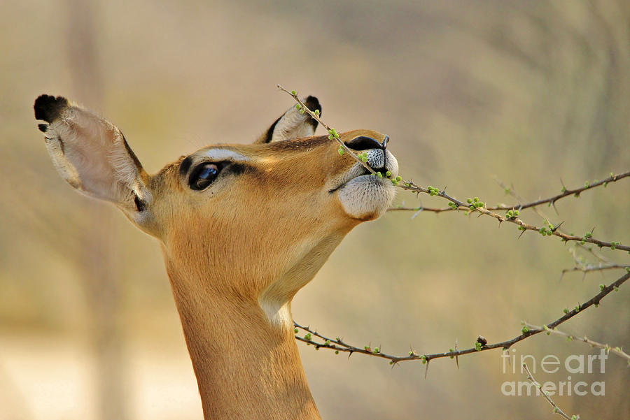 Wildlife Photograph - Impala Chewing Buds by Andries Alberts