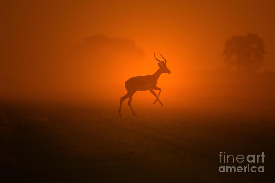Wildlife Photograph - Impala Dust and Gold by Andries Alberts