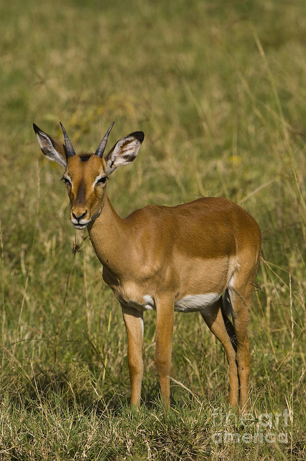 Impala Female Photograph by John Shaw - Pixels