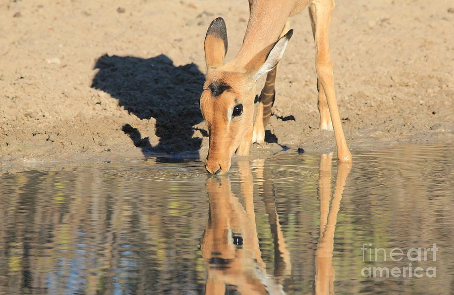 Wildlife Photograph - Impala Golden Pleasure by Andries Alberts