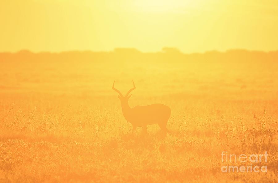 Sunset Photograph - Impala Golden Shine by Andries Alberts