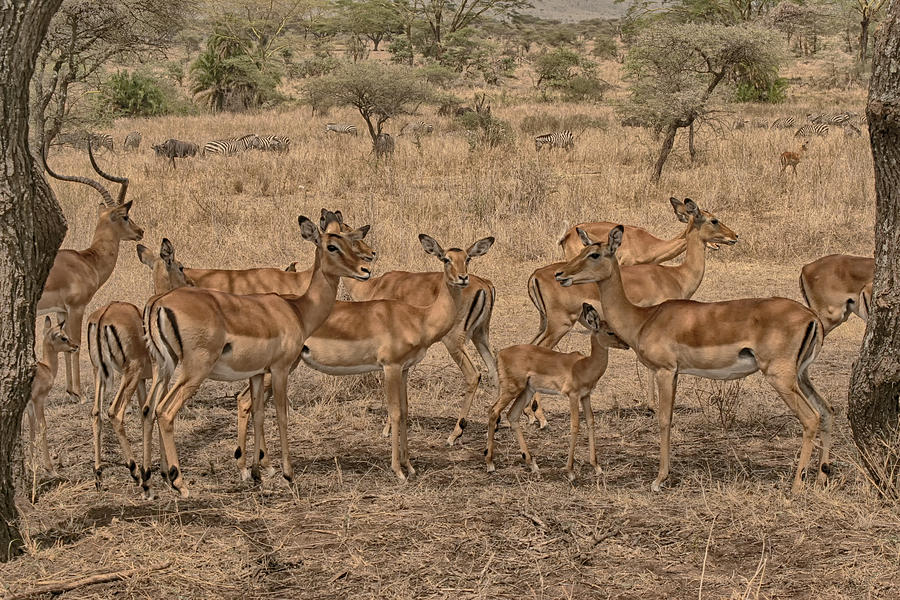 Wildlife Photograph - Impala Herd by Gary Hall
