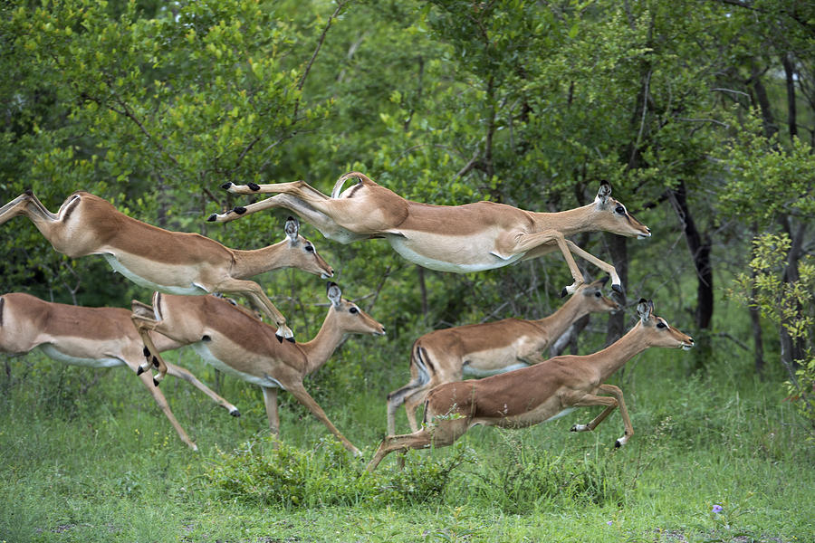Impala Herd Running Sabi-sands Game Photograph by Sergey Gorshkov