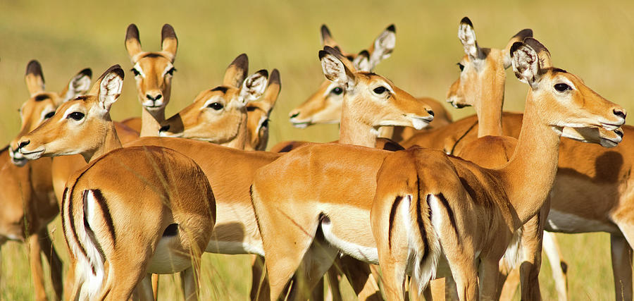 Impala Herd Photograph by Wldavies