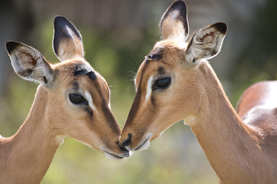 Wildlife Photograph - Impala Kiss by John Morris