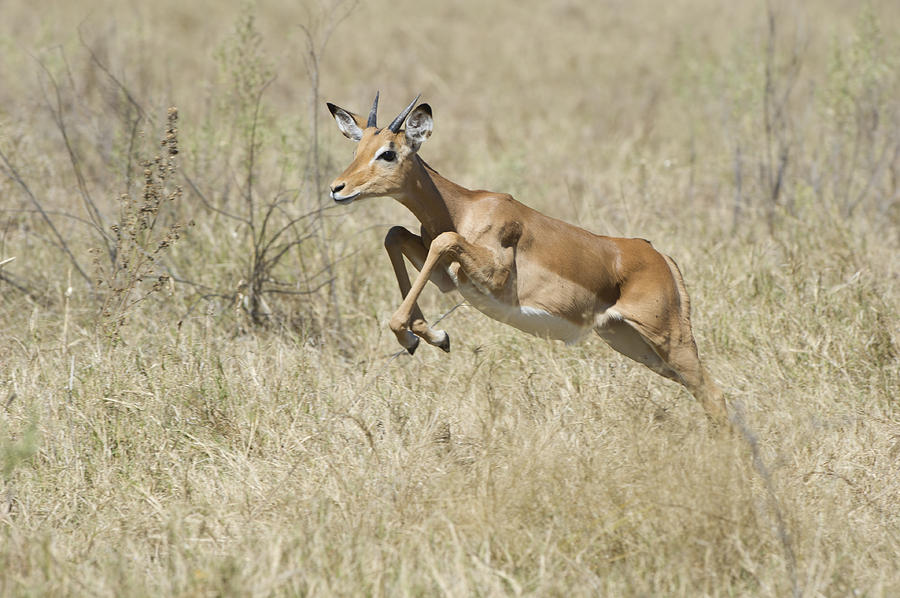 Escape Photograph - Impala leaping through savanna by Richard Berry Escape Photograph - Impala leaping through savanna by Richard Berry