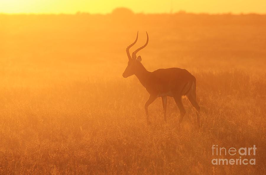 Wildlife Photograph - Impala Love of African Gold by Andries Alberts