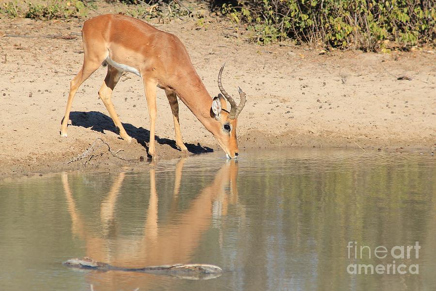 Wildlife Photograph - Impala Ram Fighter by Andries Alberts
