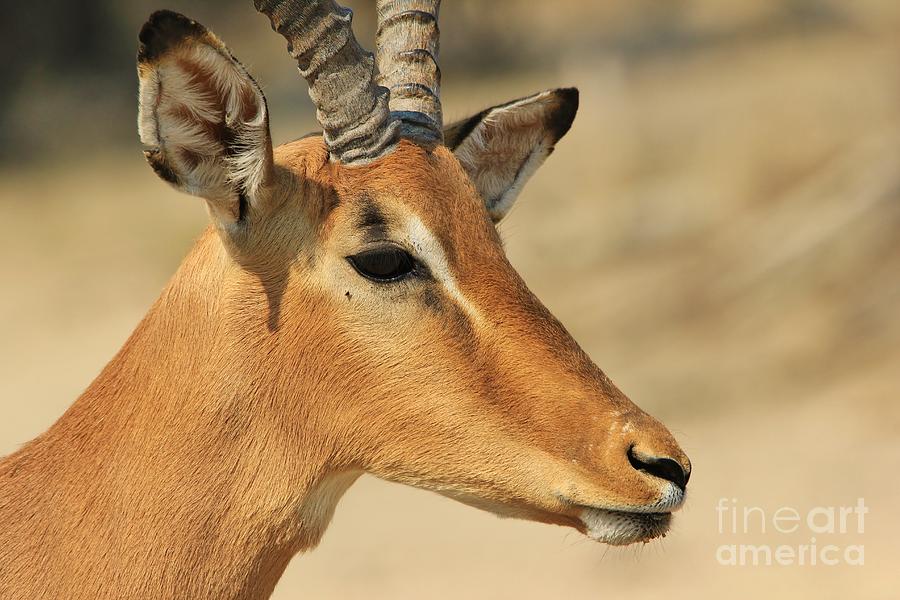 Wildlife Photograph - Impala Ram Pose by Andries Alberts