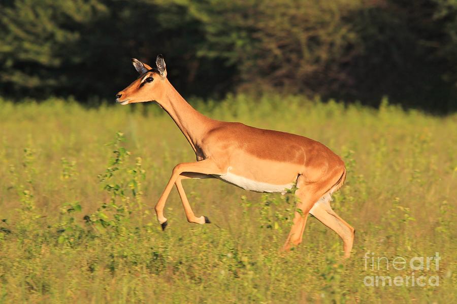 Wildlife Photograph - Impala Run of Life by Andries Alberts