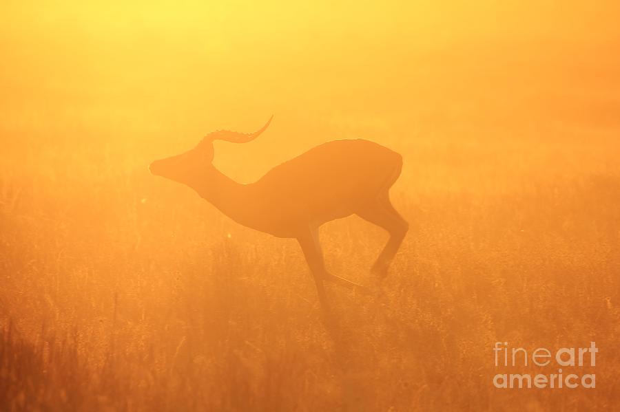 Wildlife Photograph - Impala run of sunset gold by Andries Alberts