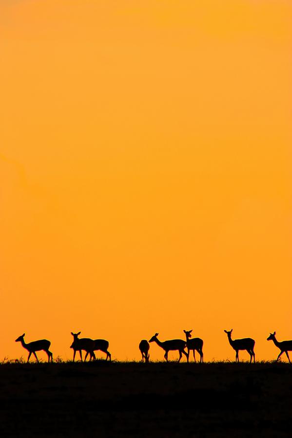 Impala Sunset Photograph by Amanda Stadther