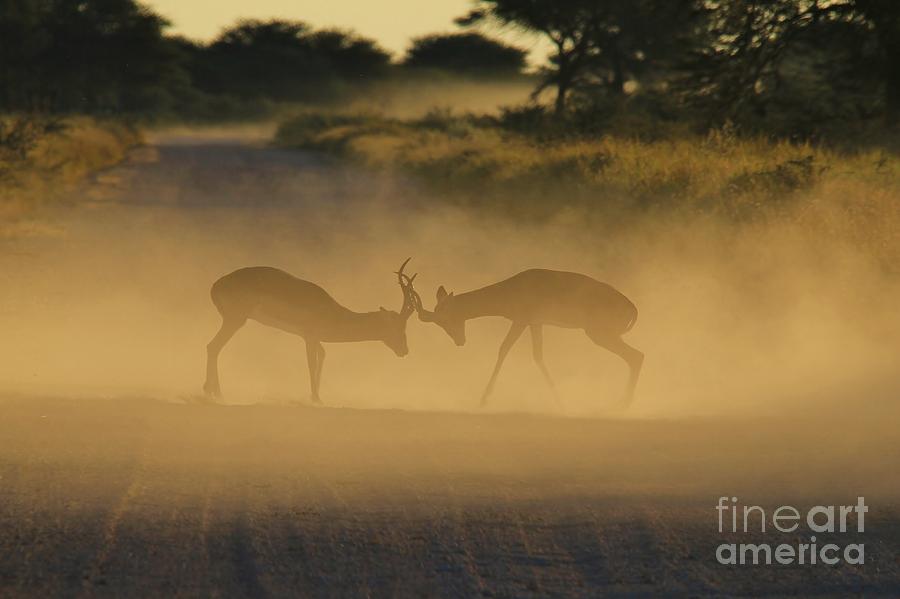 Wildlife Photograph - Impala Territorial Fight of Shadows by Andries Alberts