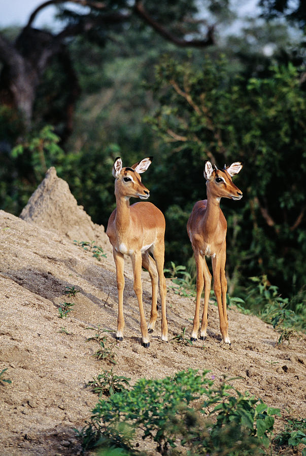 Nature Photograph - Impala by Tony Camacho/science Photo Library